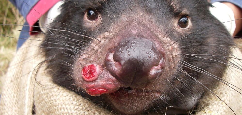 tasmanian-devil-facial-tumour-disease-crees-montpellier